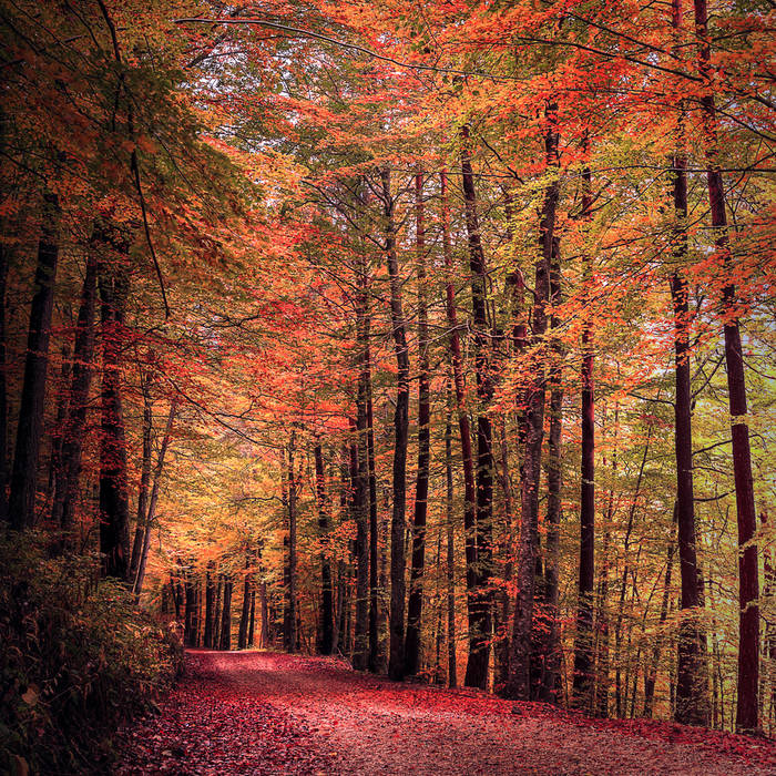 Forêt automnale du sud de la France Forêt automnale du sud de la France
