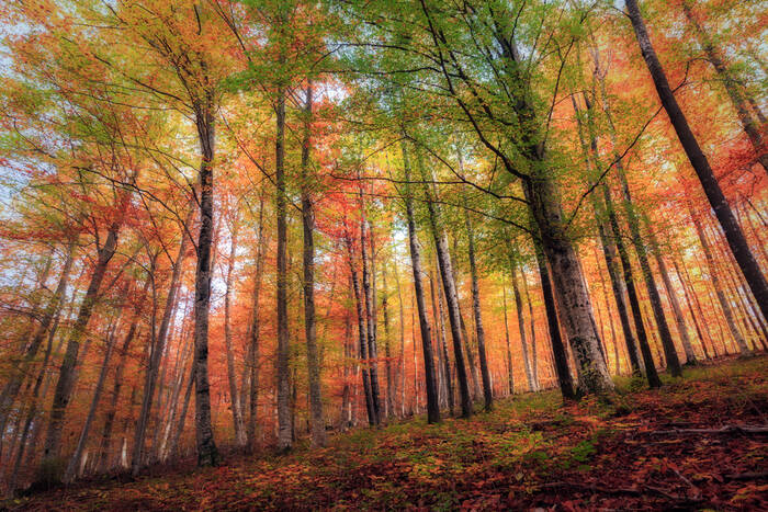 La forêt en automne La forêt en automne