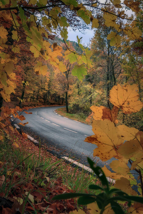 La route traversant la forêt La route traversant la forêt
