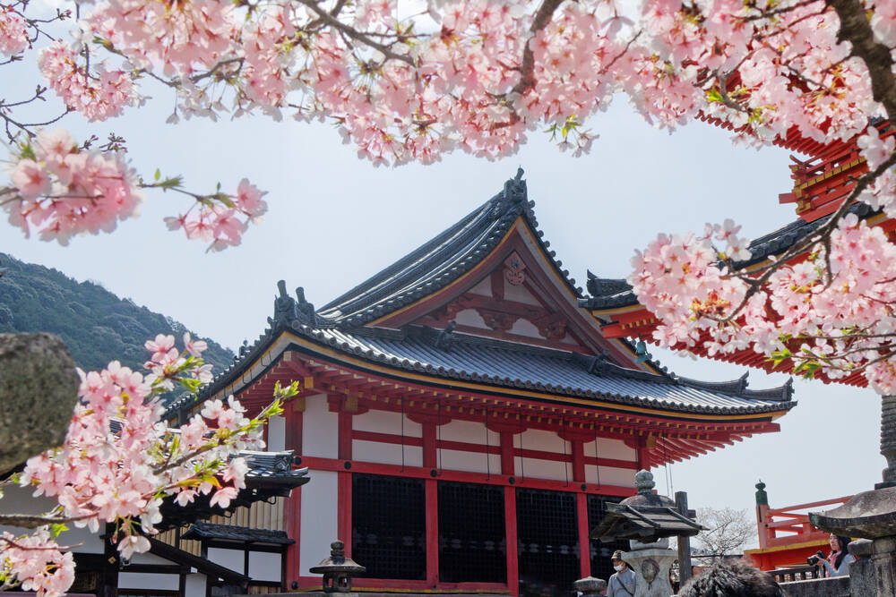 Cherry tree in front of Kiyomiza temple