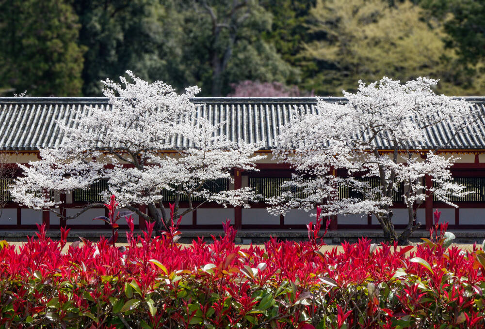 Cherry tree in front of a shrine in Tokio