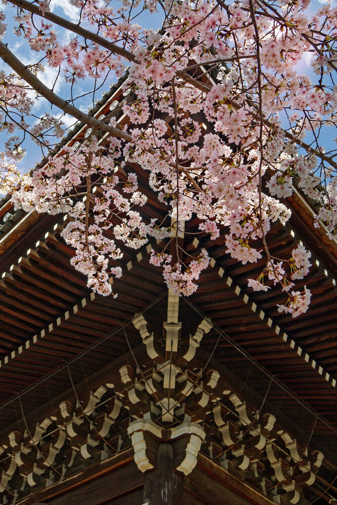Cherry tree in front of a temple in Tokio