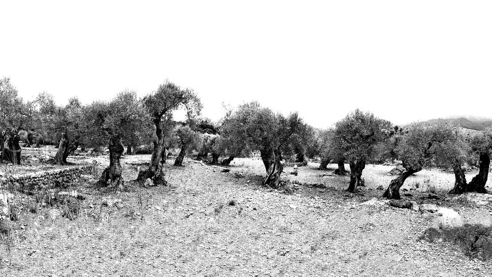Champ d'oliviers en Noir et Blanc