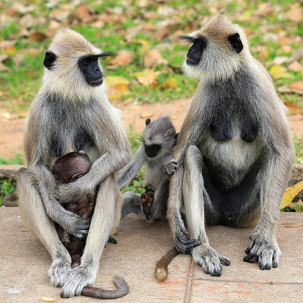 Mono Carácter Coleccion De Monos 2,5 Mil Resultados De Imágenes, Fotos De  Stock E Ilustraciones, image size:999x1000