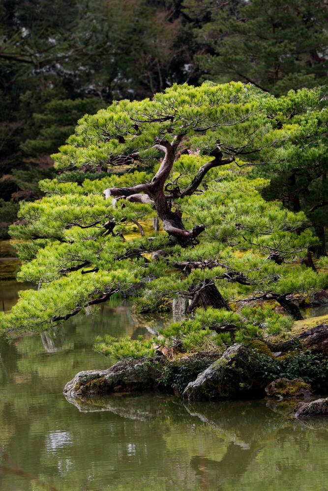 Kinkaku-ji Garden in Tokio 02