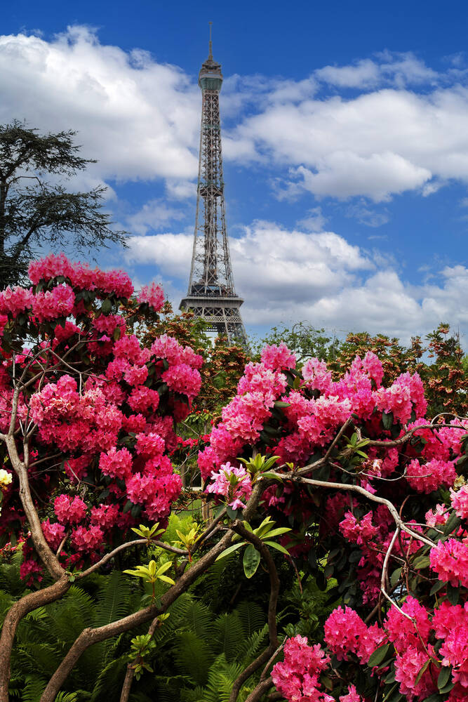 Eiffel Tower in bloom