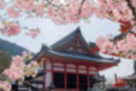 Kirschbaum vor dem Kiyomiza-Tempel