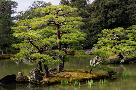 Tree in the Kinkaku-ji garden, Tokio 04 Canvas Print Tree in the Kinkaku-ji garden, Tokio 04 Canvas Print