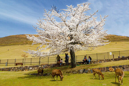 Hinds and cherry trees in Nara Canvas Print Hinds and cherry trees in Nara Canvas Print