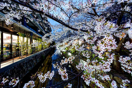 Cherry tree in Tokio 01 Canvas Print Cherry tree in Tokio 01 Canvas Print