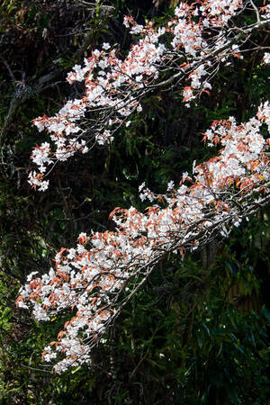 Cherry tree in Tokio 02 Canvas Print Cherry tree in Tokio 02 Canvas Print
