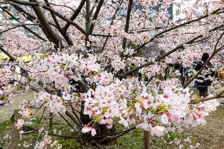 Cherry tree in Tokio 03 Canvas Print Cherry tree in Tokio 03 Canvas Print