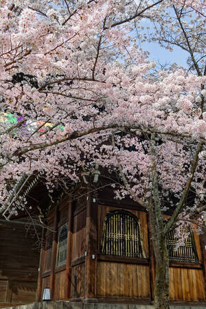 Cherry tree in a garden in Tokio 02 Canvas Print Cherry tree in a garden in Tokio 02 Canvas Print