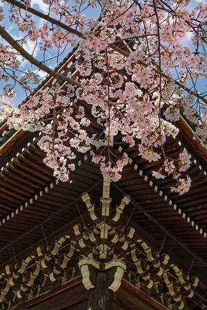 Cherry tree in front of a temple in Tokio Canvas Print Cherry tree in front of a temple in Tokio Canvas Print