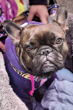 Japanse hond 02 Japanse hond 02