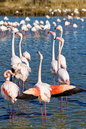 flamingos på alerten flamingos på alerten