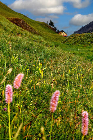 Fiori selvatici di montagna