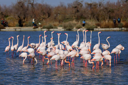 Grupp av rosa flamingos Grupp av rosa flamingos