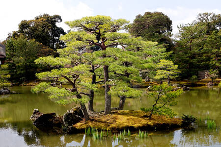 Kinkaku-ji Garden in Tokio 01 Canvas Print Kinkaku-ji Garden in Tokio 01 Canvas Print