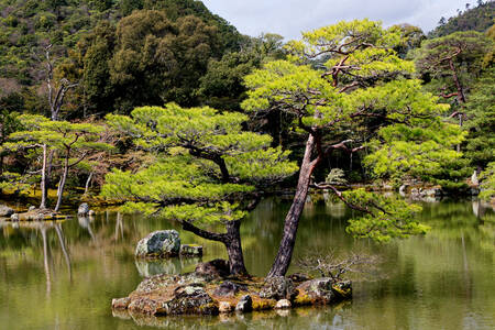 Kinkaku-ji Garden in Tokio 03 Canvas Print Kinkaku-ji Garden in Tokio 03 Canvas Print