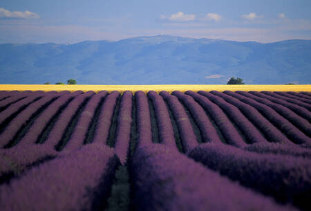 Lavender 11 Lavender 11