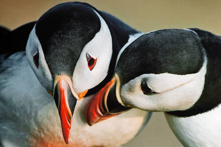 Eiland papegaaiduikers Eiland papegaaiduikers