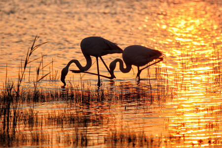 Kinesisk skugga Kinesisk skugga