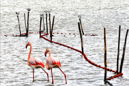 Vandring i Camargue Vandring i Camargue
