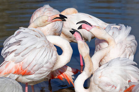 Återförening av rosa flamingos Återförening av rosa flamingos