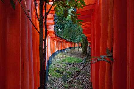 Torii at Inari in Japan 02