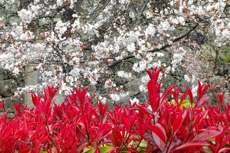 Vegetation against cherry trees Vegetation against cherry trees