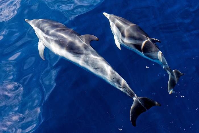 Deux dauphins en balade Deux dauphins en balade