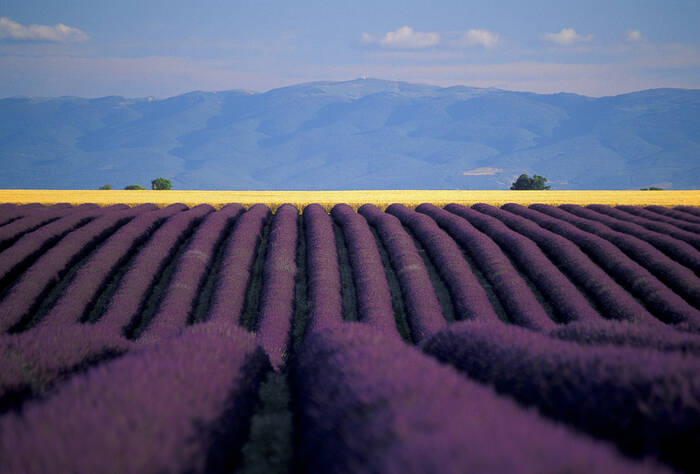 Un champs de Lavande Un champs de Lavande