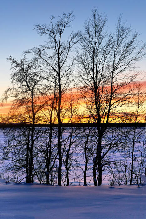 Vision matinale en Laponie Vision matinale en Laponie