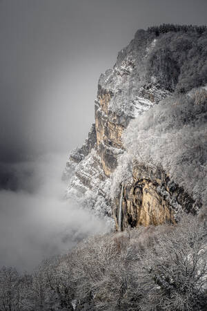 Chartreuse in the snow