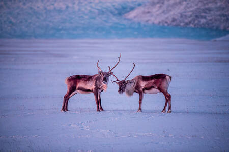 Duo of reindeer