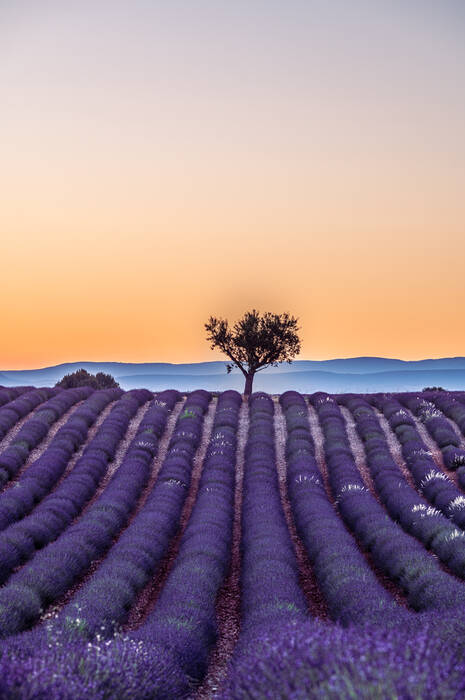 De boom van Valensole De boom van Valensole