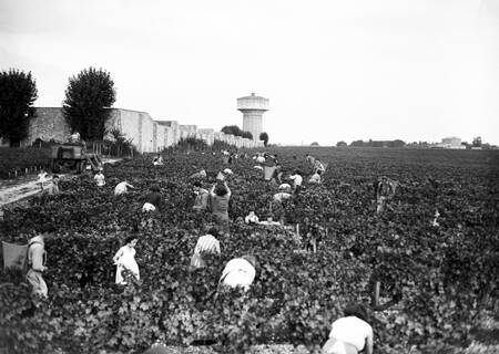 Harvest in the Haut Brion estate in 1955