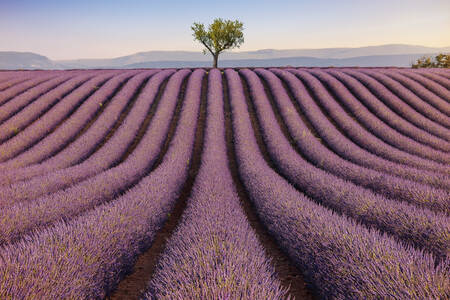 Plateau de valensole mit seinem Lavendel und einem einzelnen Baum