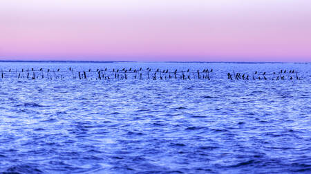 Camargue Himmel och vatten Camargue Himmel och vatten