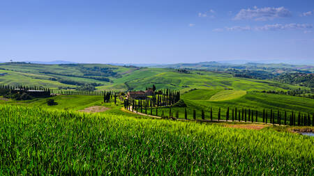 TOSCANY - 0631 TOSCANY - 0631