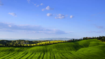 TOSCANY - 0704 TOSCANY - 0704