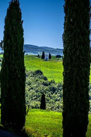 TOSCANY - 0786 TOSCANY - 0786