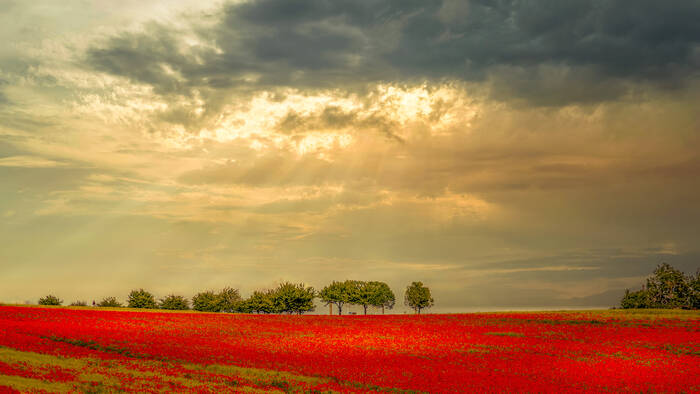 Coquelicots Coquelicots