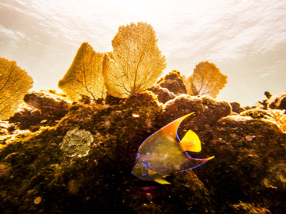 Paysage doré et poisson ange royal