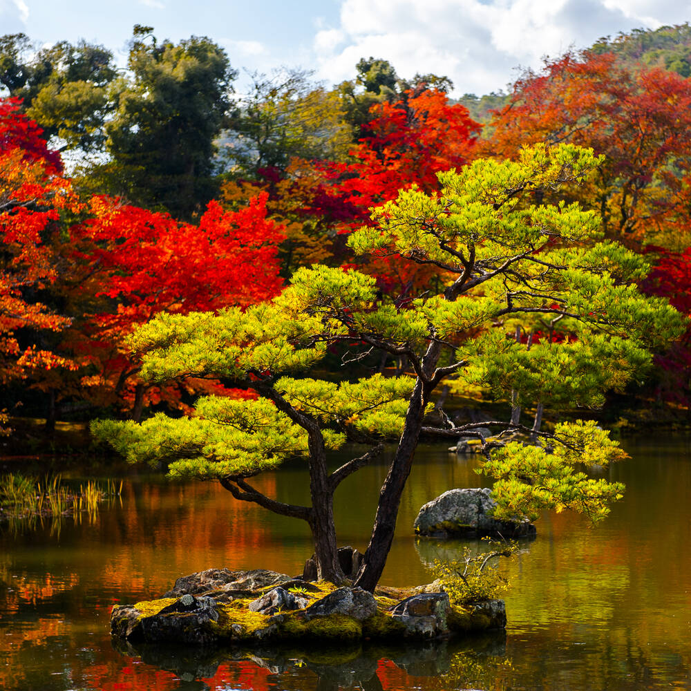 Golden island pine