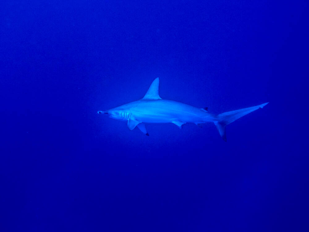 Requin marteau l'oeil du grand bleu II