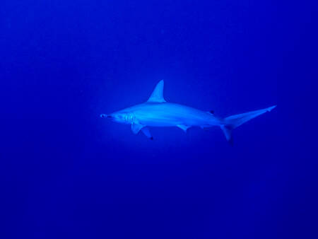 Requin marteau l'oeil du grand bleu II Requin marteau l'oeil du grand bleu II