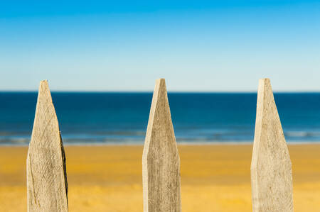 Tridente marino Tridente marino