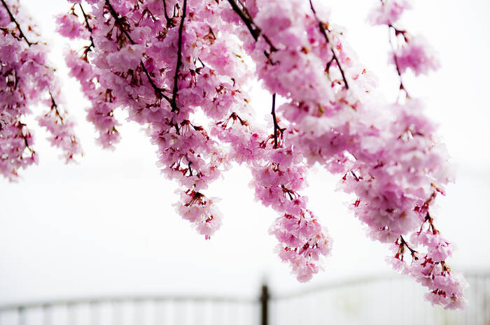 Cerisier en fleurs givrées Cerisier en fleurs givrées